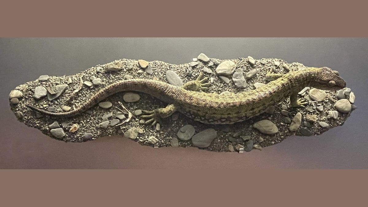A sculpted model of a small, long-bodied four-limbed animal with a long tail, lying on a gravel-covered plinth in a museum display.