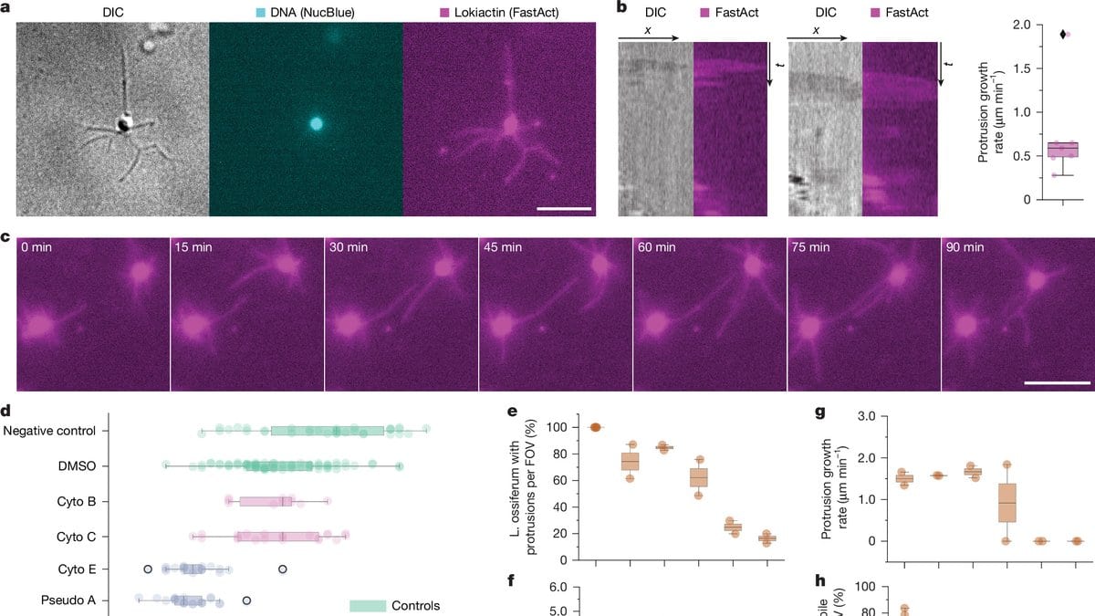 Microscopy panels of a star-shaped archaeal cell with several thin arms, in grayscale, cyan and magenta channels, above a time series of the same cell in magenta.
