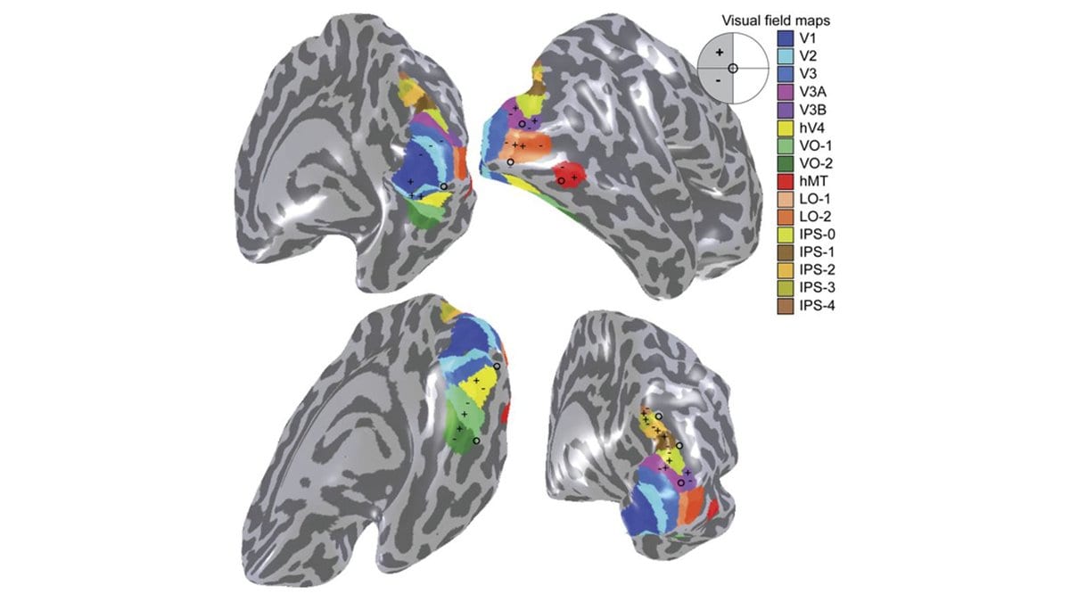 Four inflated views of the human cerebral cortex with the visual areas V1, V2, V3 and neighboring maps shaded in different colors, with a color key at right.