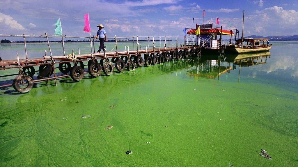 A pier and a wooden boat on a lake whose surface is covered by a thick green algal bloom.