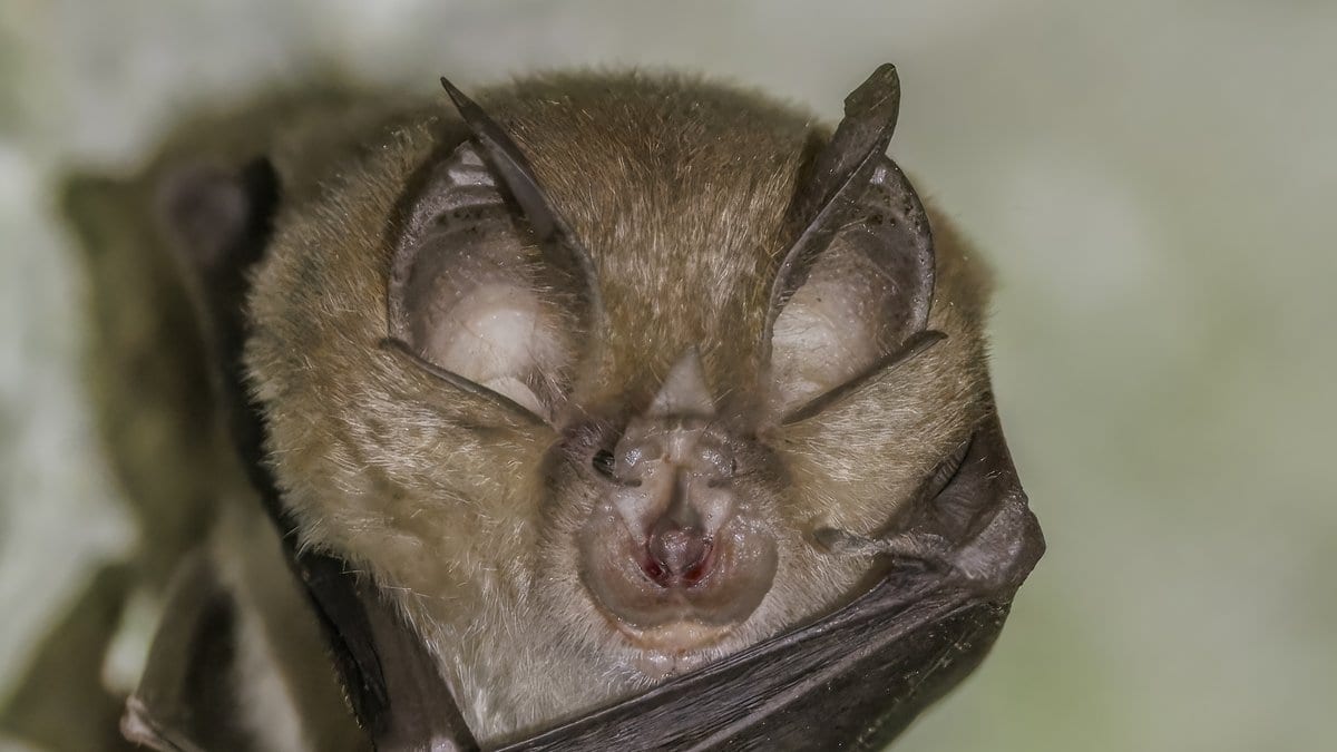 Close-up of a greater horseshoe bat roosting head down, showing the horseshoe-shaped nose leaf on its face and folded wing membranes.