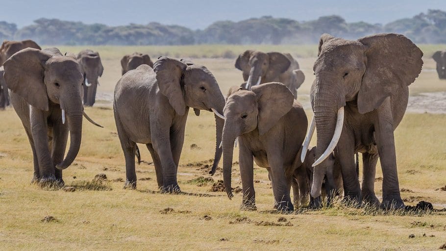 A family group of African savanna elephants, adult females and calves, walking close together across open grassland in Amboseli National Park, Kenya.
