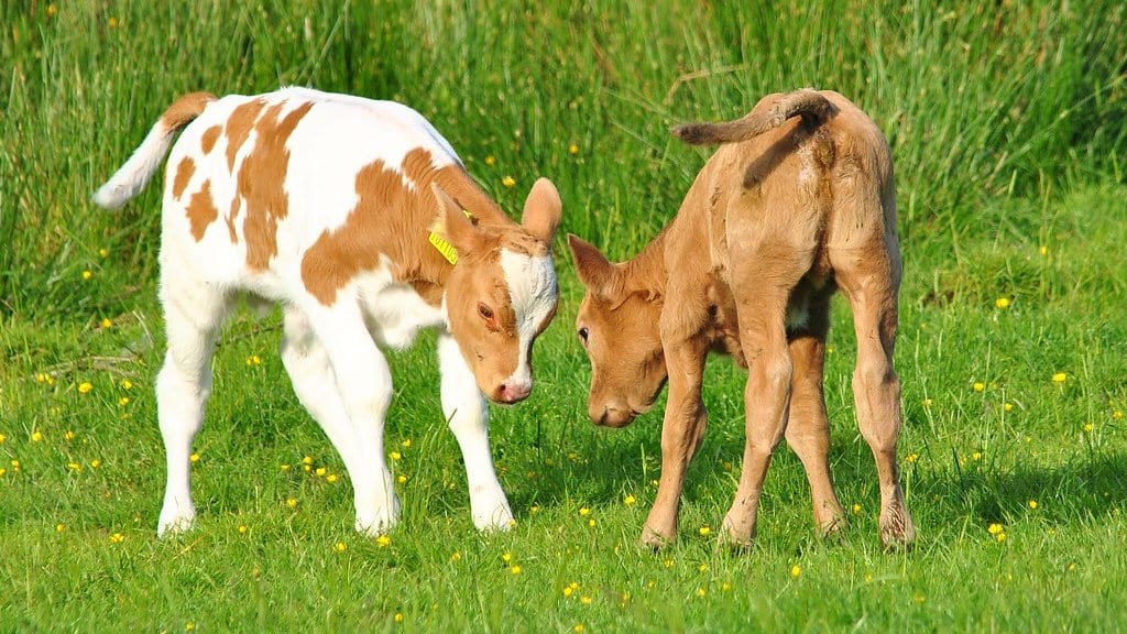 Two young cattle standing close together on green grass in a farm field.