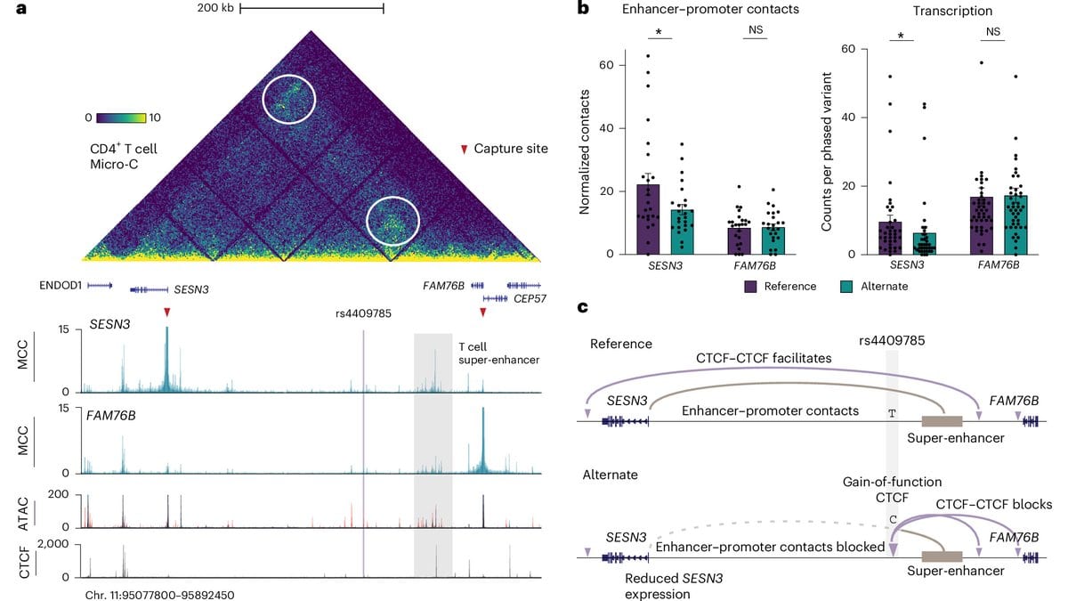A chromatin contact map of the 11q21 region in CD4 positive T cells, next to track plots and a diagram of a new CTCF site separating a super-enhancer from the SESN3 gene.