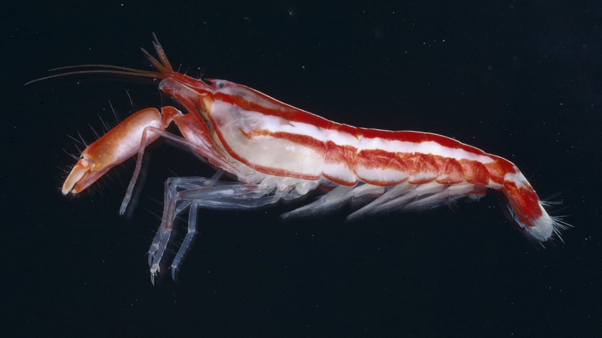 A snapping shrimp photographed from the side against a black background, with one claw far larger than the other.