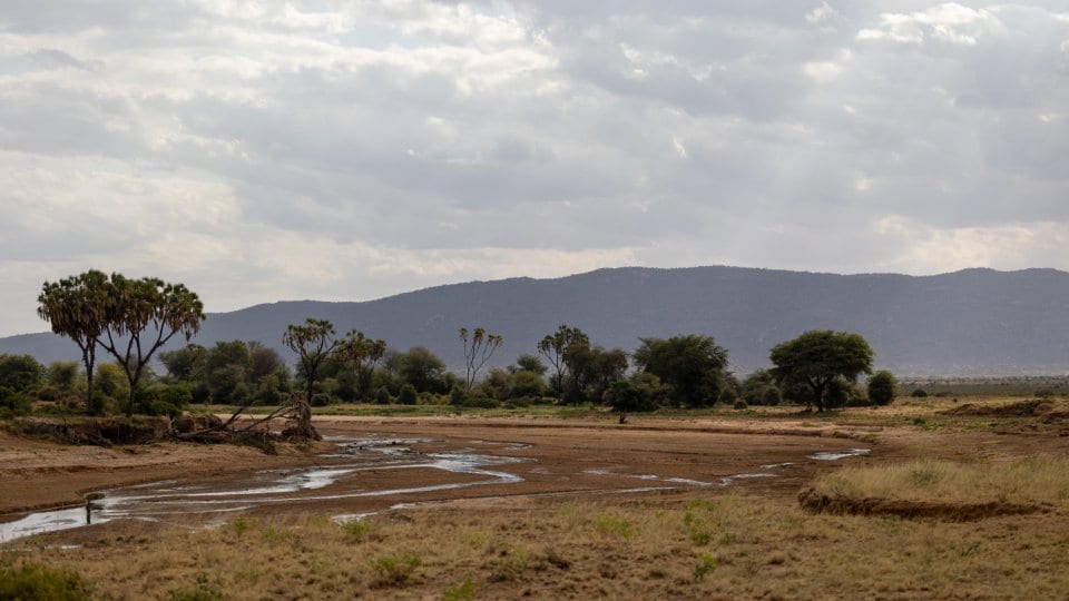 A wide semi-arid valley where a river has shrunk to shallow braided channels, with palms, acacias and low hills beyond.
