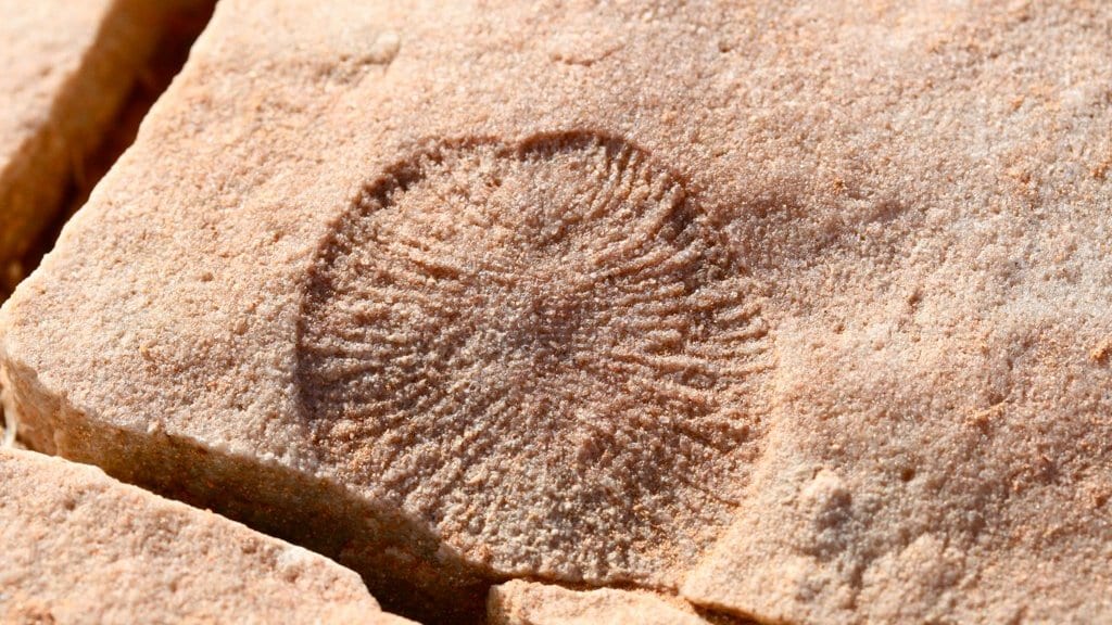 A circular, ribbed impression of the Ediacaran animal Dickinsonia preserved in a slab of reddish sandstone.
