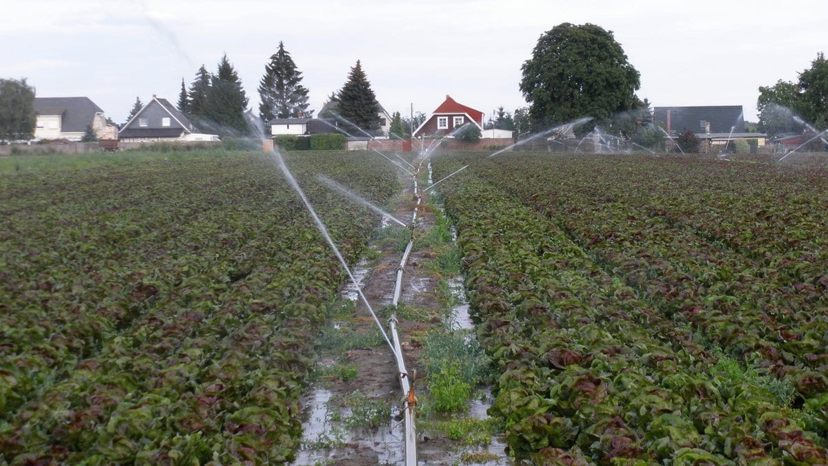 Sprinkler jets arc over rows of lettuce, with water standing in the muddy furrows between the beds.
