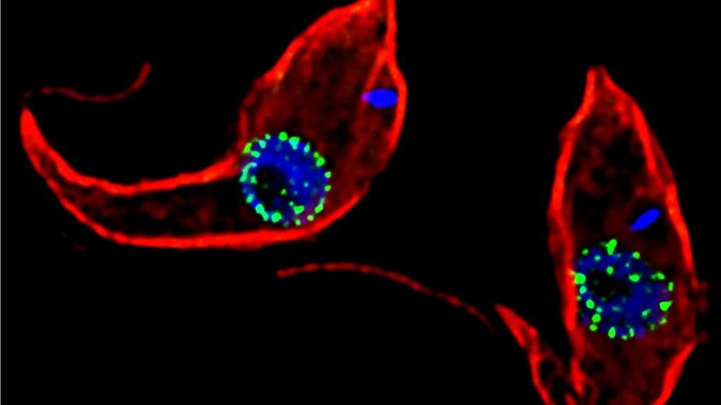 Fluorescence micrograph of two Trypanosoma brucei parasites, their cell bodies glowing red and their nuclei blue.
