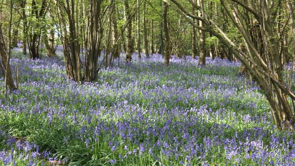 A dense carpet of flowering bluebells covers a woodland floor between slender tree trunks in spring.
