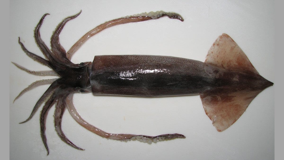 A Japanese flying squid laid out whole on a white surface, its arms, mantle and triangular fins visible.