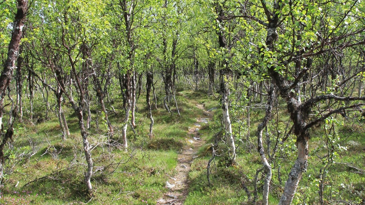 A dense stand of multi-stemmed mountain birch trees in fresh green leaf, with a footpath running between them.
