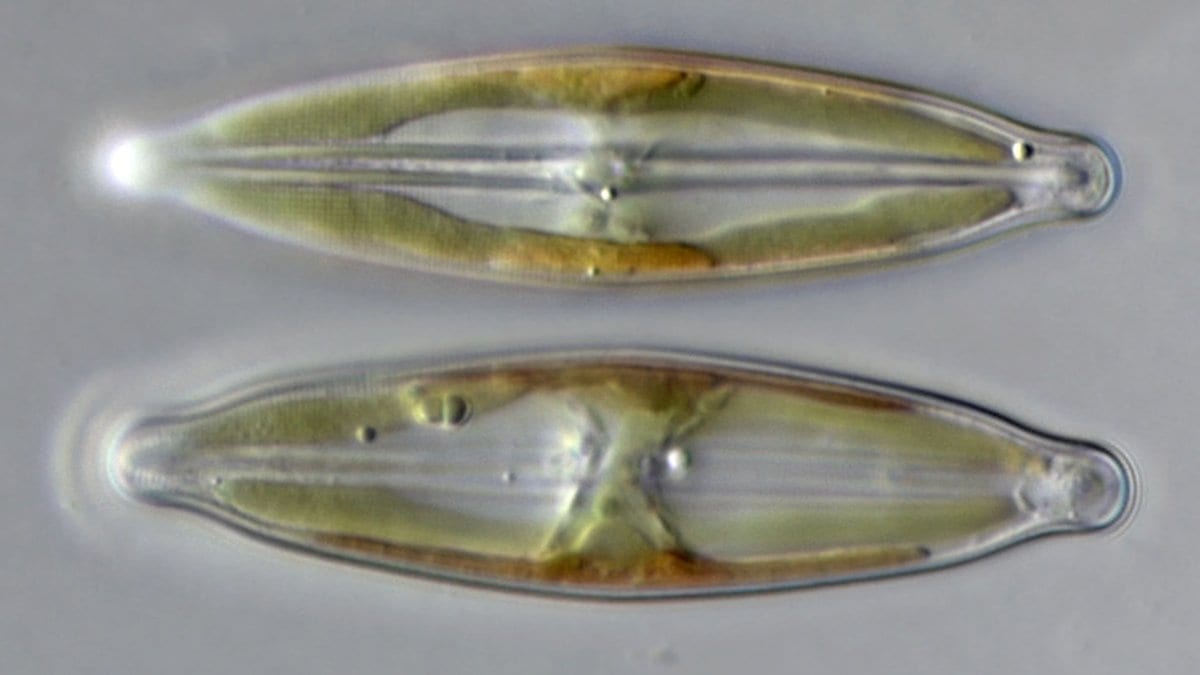 Light micrograph of two elongated diatom cells, their golden-brown chloroplasts visible inside transparent silica shells.