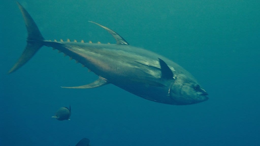 A single yellowfin tuna swimming in open blue water, seen from the side, with smaller fish below it.