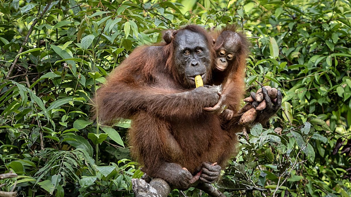 A Bornean orangutan sits among green foliage holding a piece of fruit to her mouth, with her infant riding on her shoulder, both facing the camera.