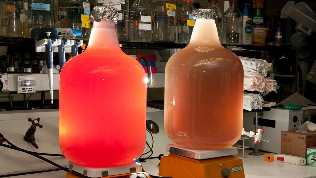 Two large glass culture vessels of pink and orange liquid stand on stirrer plates on a laboratory bench, with reagent bottles and pipettes behind them.