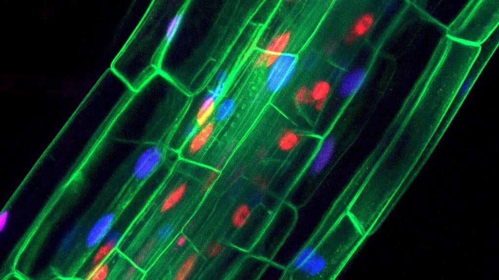 Confocal micrograph of a file of long plant cells, with green cell outlines and nuclei glowing red and blue.