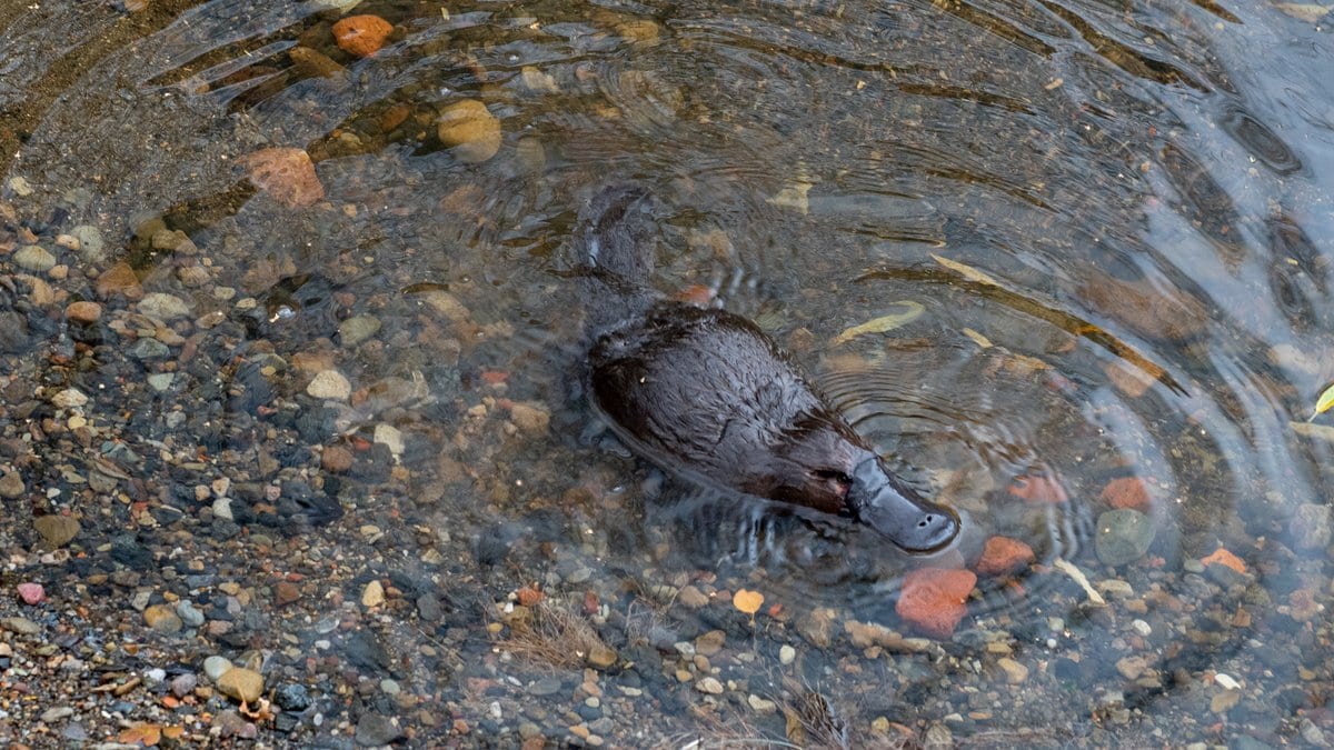 A platypus paddles through a shallow, stony stream, its bill at the surface.