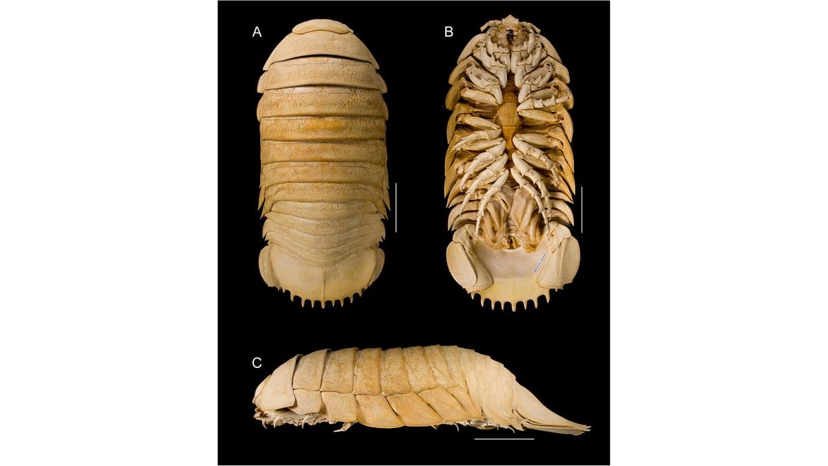 A dried giant isopod specimen photographed against black in three views: from above, from below with its legs and mouthparts exposed, and from the side.