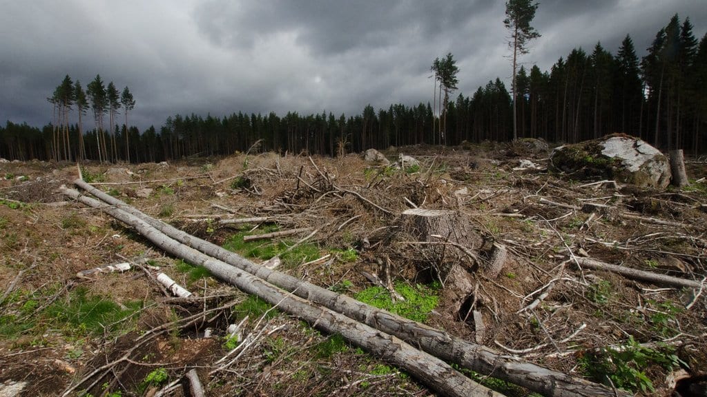 A logged clearing in a Finnish forest, with felled pine trunks and stumps in the foreground and standing conifers along the far edge under a dark, cloudy sky.