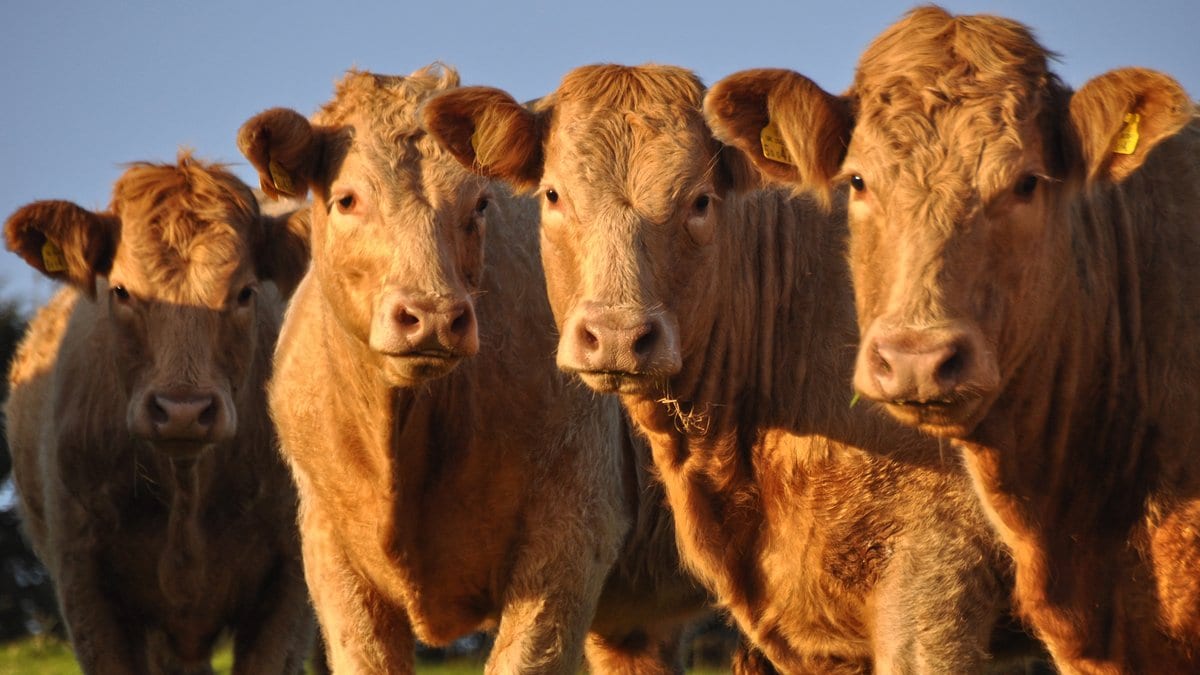Four Limousin cattle stand close together in a field at sunset, looking toward the camera.