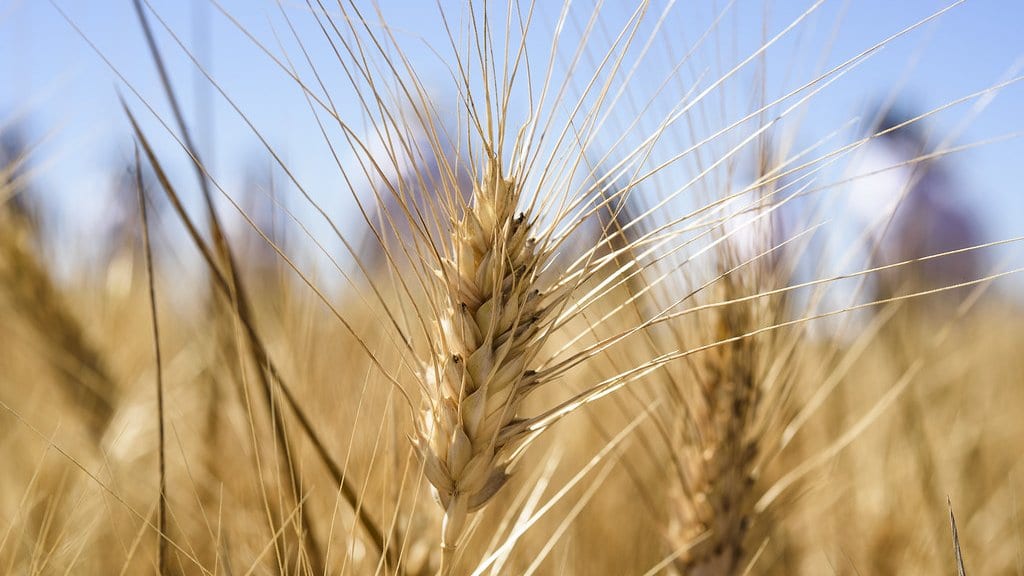A close view of a single ripe wheat ear with long awns, lit against a blue sky above a blurred field canopy.
