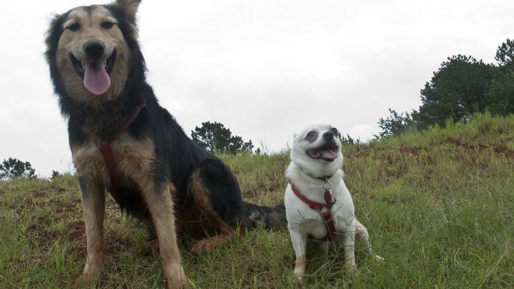 A large black and tan dog sits on a grassy slope beside a much smaller white dog.