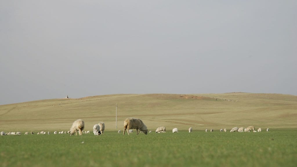 A flock of sheep grazing on open grassland, with a dry, closely grazed hill rising behind them.