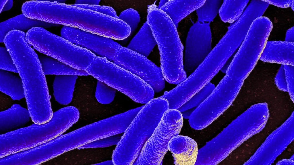 Dense cluster of rod-shaped Escherichia coli bacteria in a colorized scanning electron micrograph, the rods bright blue against a dark background.