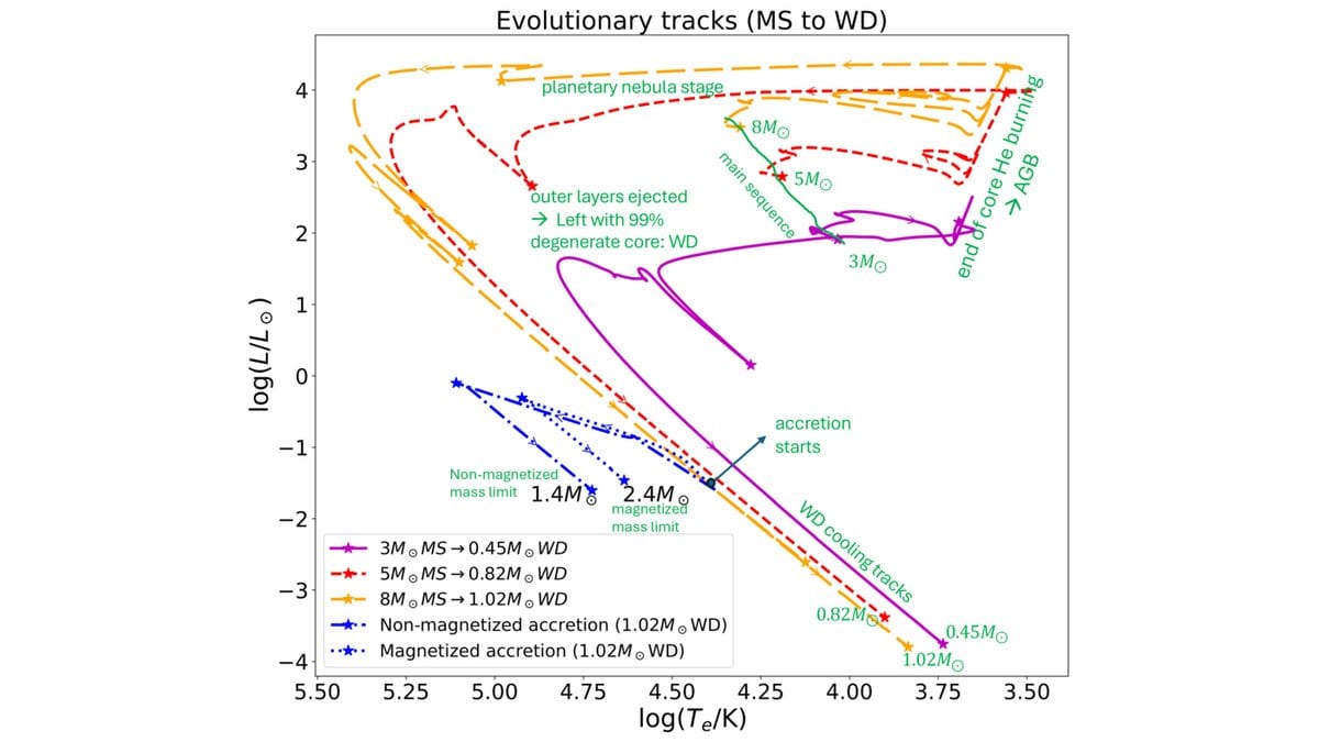 A Hertzsprung-Russell diagram with colored evolutionary tracks running from the main sequence down to the white dwarf cooling sequence. Two end points at lower left are labeled 1.4 solar masses for the nonmagnetized case and 2.4 solar masses for the magnetized one.