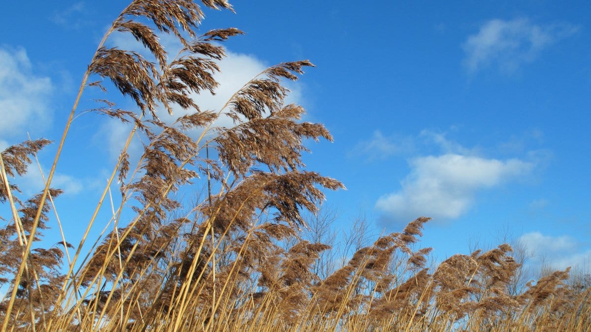 Dry brown winter stems of common reed bending together under wind against a blue sky.