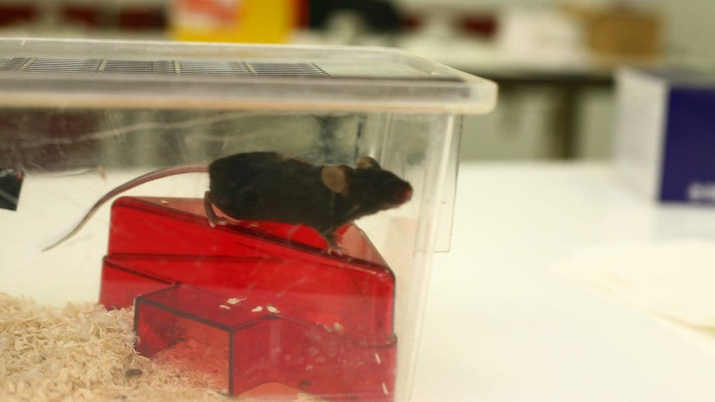 A black laboratory mouse standing on a red plastic shelter inside a clear plastic cage on a laboratory bench.