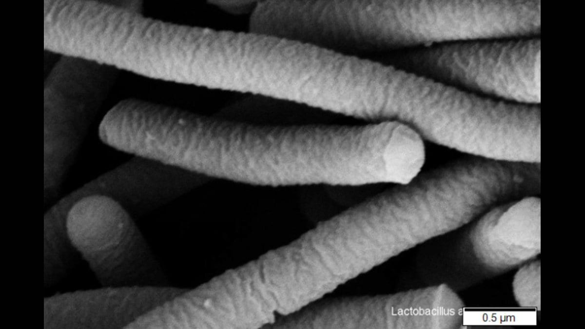 Scanning electron micrograph of rod-shaped Lactobacillus acidophilus bacteria crossing over one another, with a 0.5 micrometer scale bar.