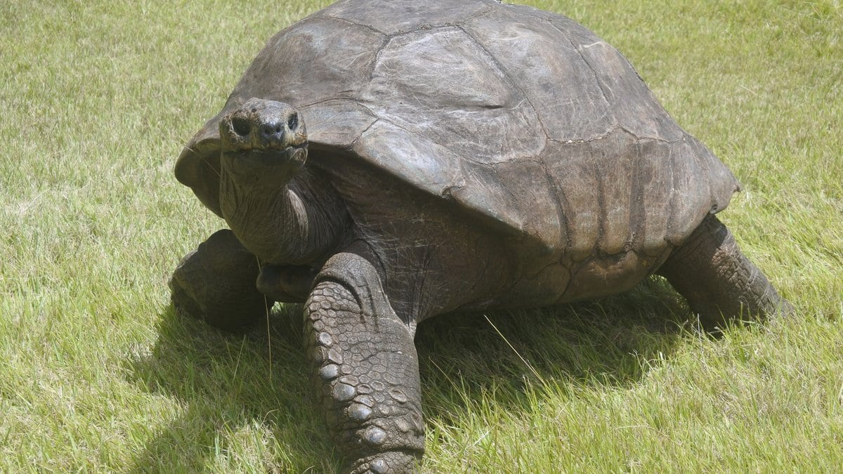 A large Aldabra giant tortoise walks across a grass lawn toward the camera, its domed shell and scaled front legs in full view.