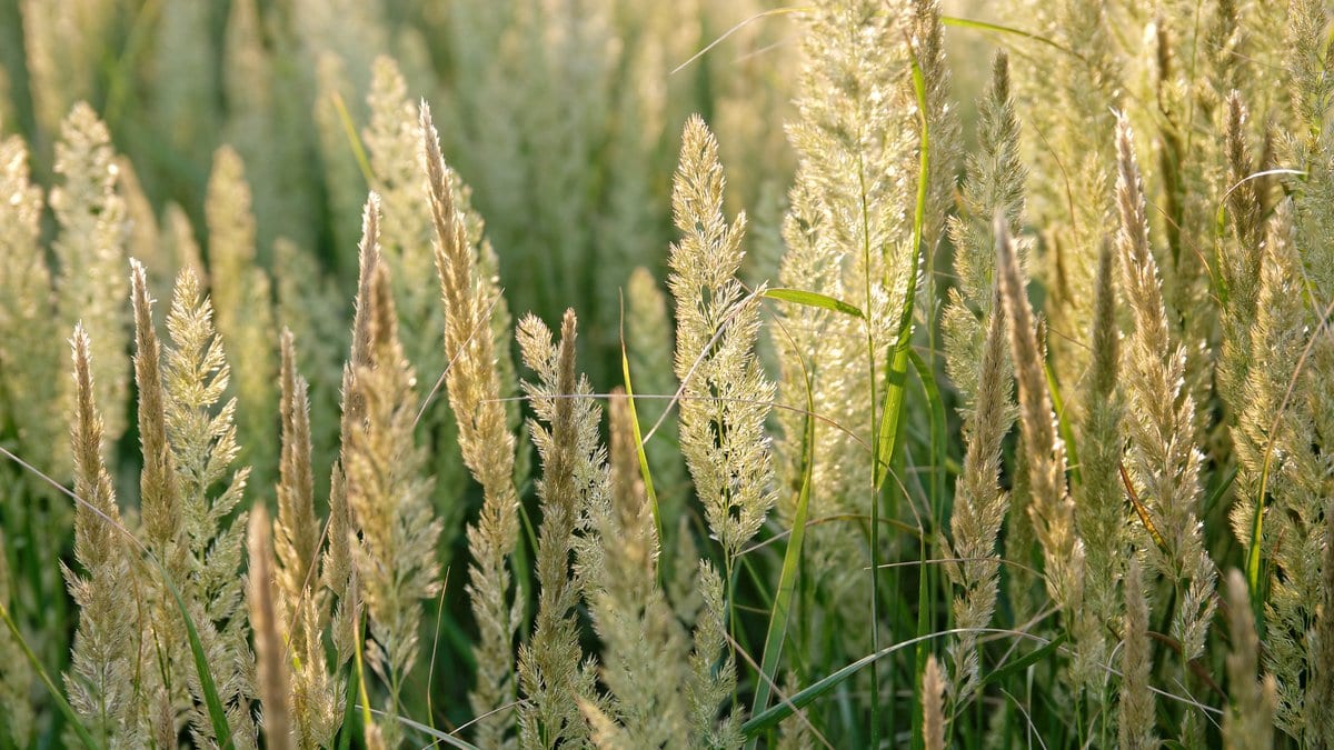 Dense pale seed heads of steppe grasses backlit by low sun, with green blades between them.