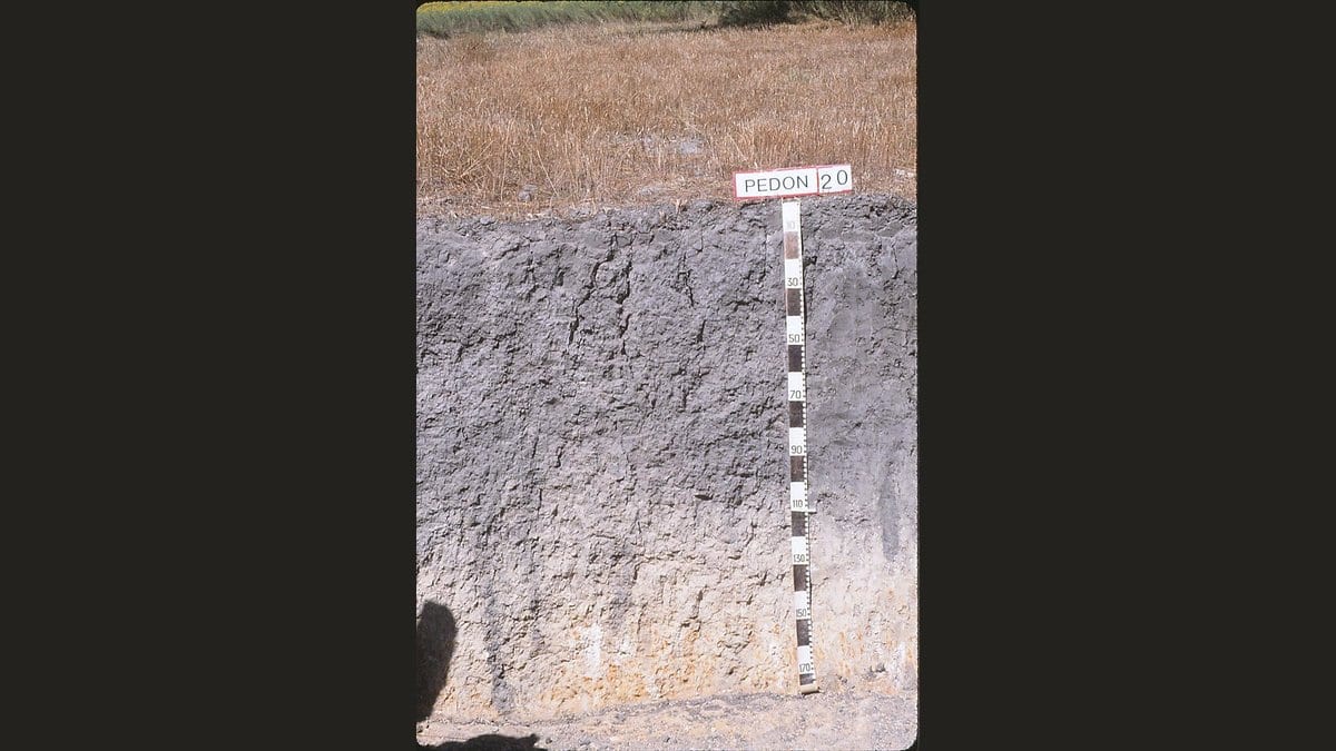 A soil pit under dry grassland, showing a dark upper soil layer over paler subsoil, with a numbered depth scale standing against the exposed face.
