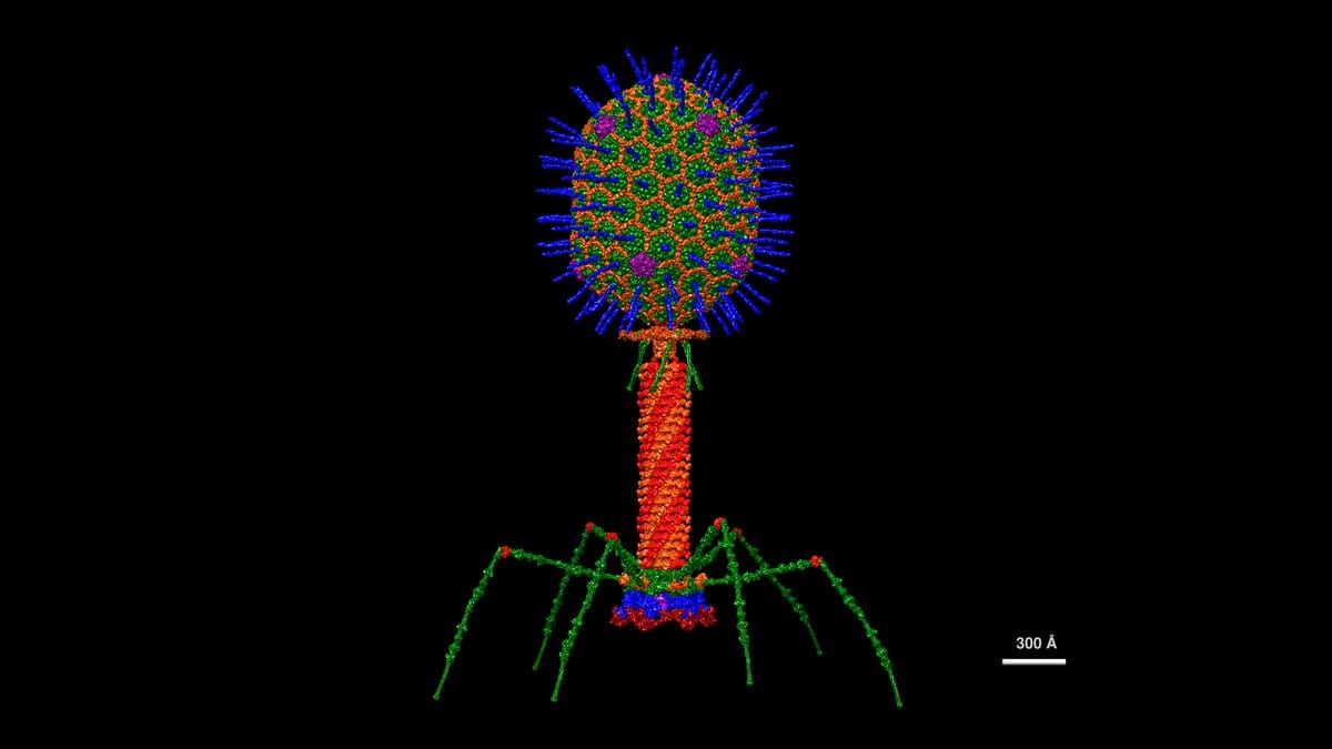 Colored atomic model of a tailed bacteriophage with an icosahedral head, a tubular tail and six splayed tail fibers against a black background.