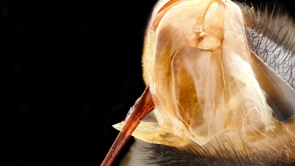 Close macro photograph of a honey bee sting with the translucent venom sac behind it.