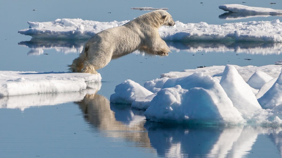 A polar bear leaping between floes of drift ice over calm Arctic water.