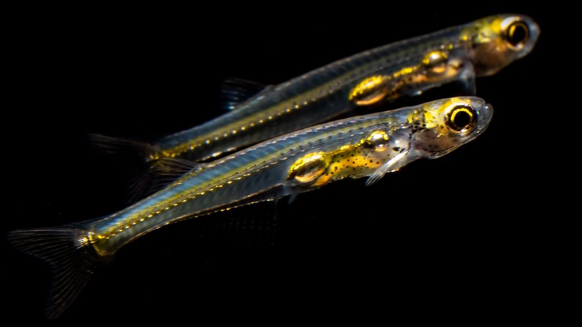 Two tiny translucent fish side by side against a black background, their internal organs visible through the body wall.