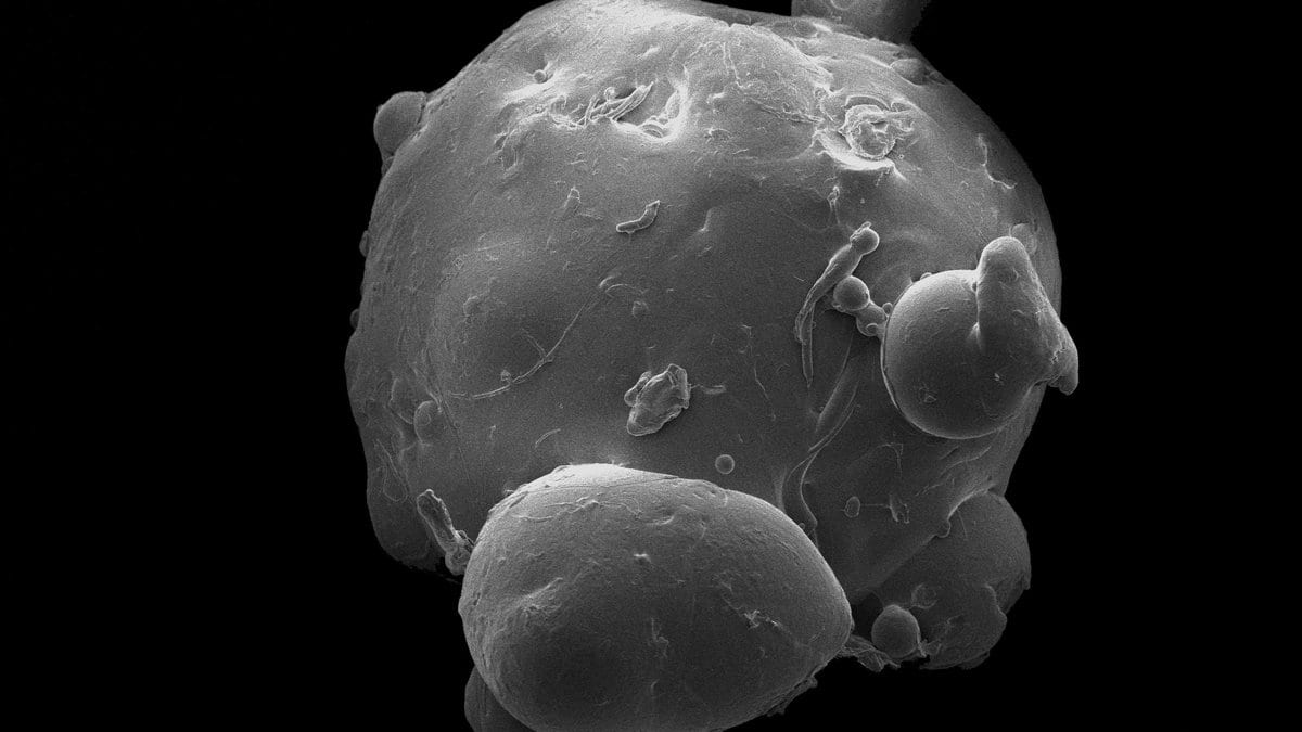 A single plastic microbead seen with an electron microscope, its rough surface studded with smaller beads and fragments.