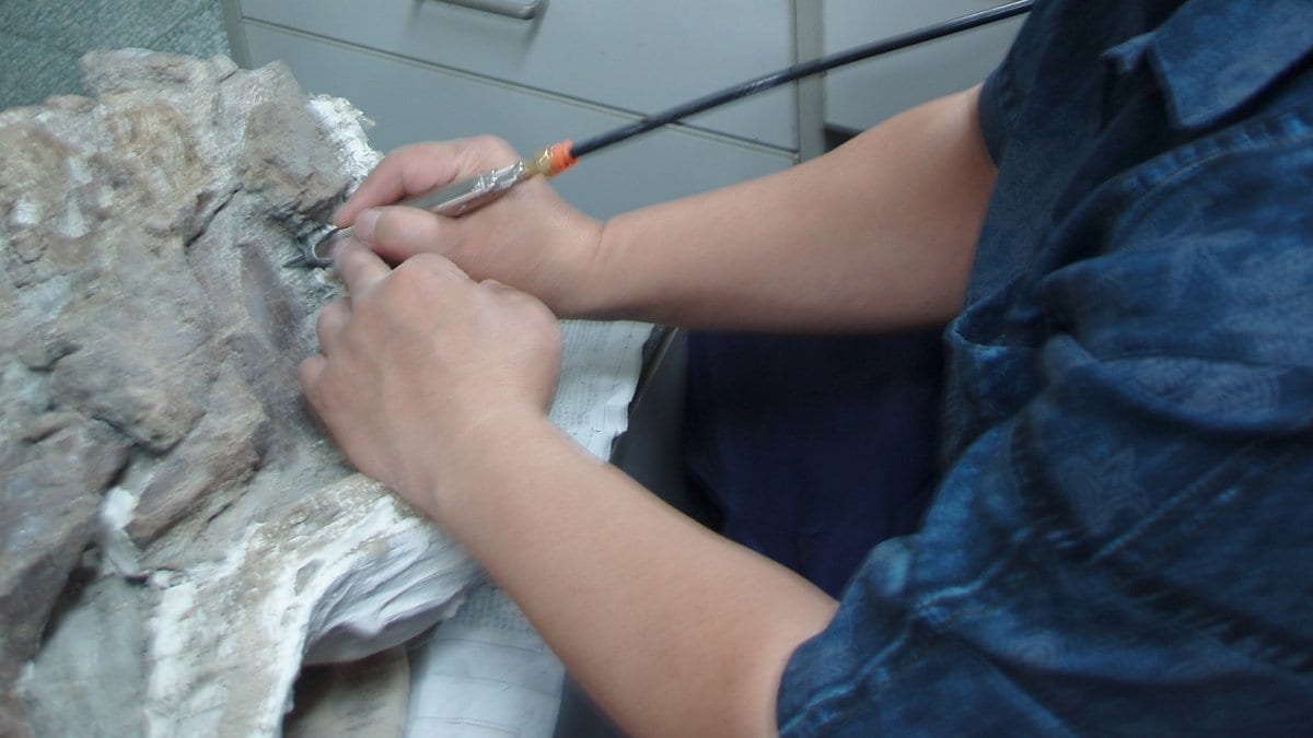 A pair of hands uses a pen-shaped air scribe to clean a fossil embedded in pale rock on a laboratory bench.