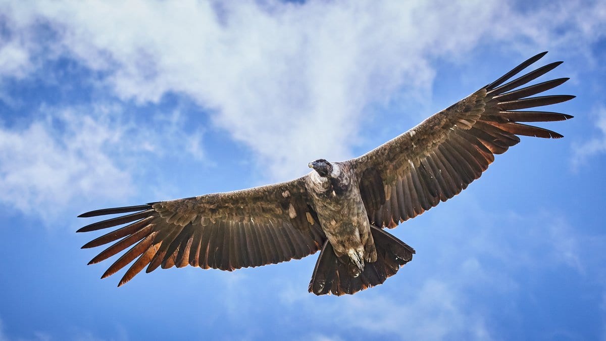 An Andean condor seen from below, soaring with wings held flat and outstretched against a partly cloudy sky.