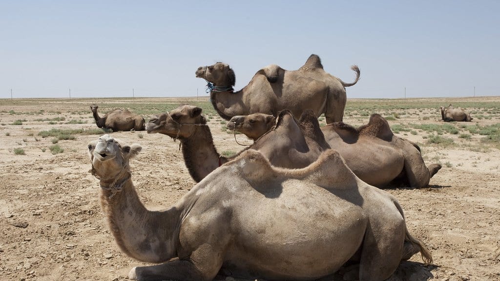 Several camels lying and standing on dry, sparsely vegetated steppe pasture under a pale sky in Kazakhstan.