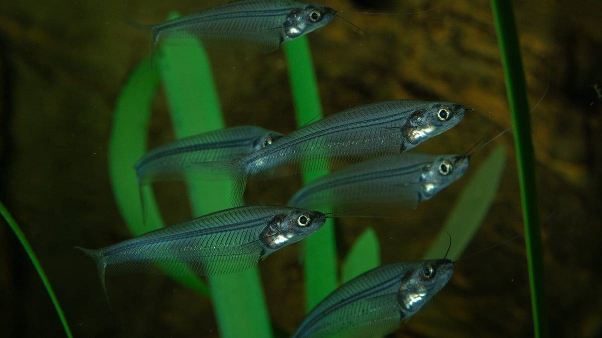 A small school of near-transparent glass catfish hovering among green aquarium plants, the backbone visible through each body and a long fin running the length of the underside.