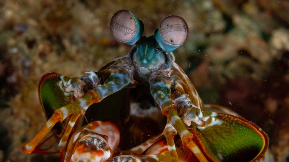 A mantis shrimp faces the camera with two stalked compound eyes raised above its carapace.
