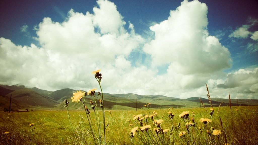 High alpine grassland on the Tibetan Plateau, with yellow wildflowers in the foreground and rolling hills under tall cumulus clouds.