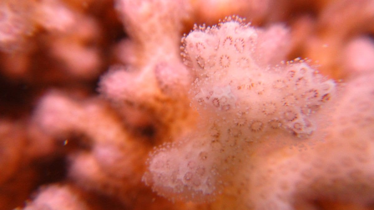 Close-up of a branching lace coral, its pale pink polyps extended over orange-brown tissue.