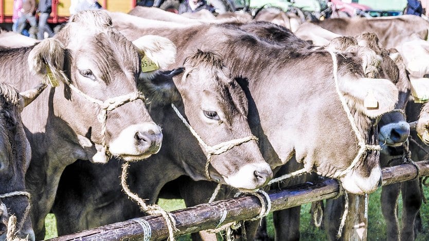 Brown dairy cows in rope halters stand side by side behind a wooden fence at a cattle drive in southern Germany.