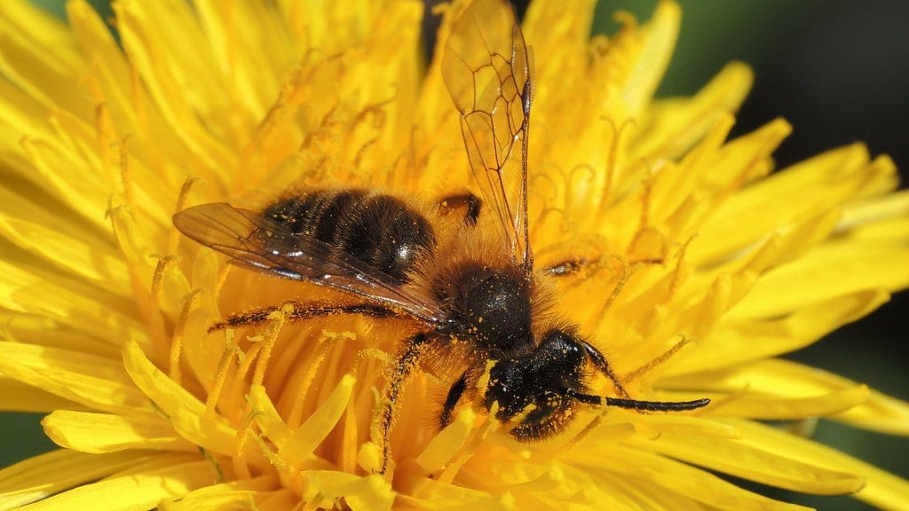 A pollen-dusted wild solitary bee resting at the center of a bright yellow dandelion flower.